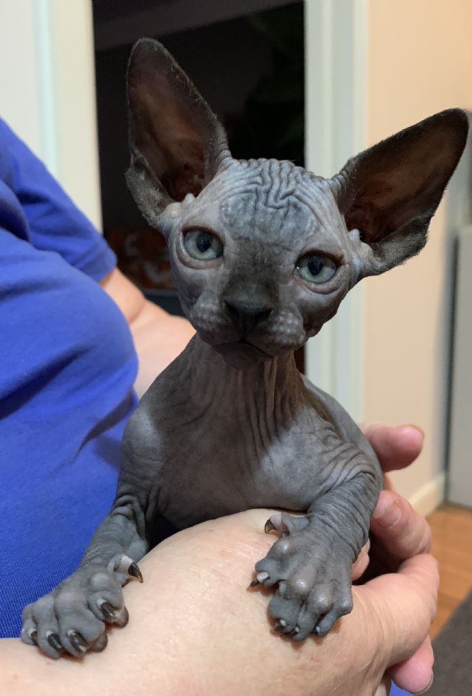 Chinese crested sale cat